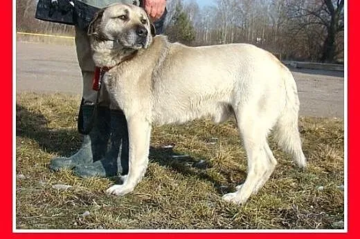 38kg,przyjazny,spokojny,płowy,szczepiony pies BARI