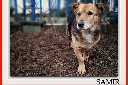 4 lata,średni 13 kg,łagodny,przyjacielski,szczepiony piesek SAMIR.Adopcja.,  łódzkie Łódź, Łódzkie, Łódź
