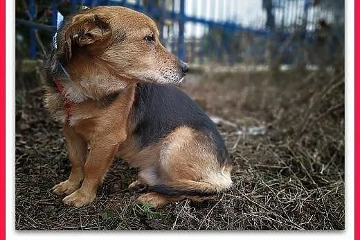 4 lata,średni 13 kg,łagodny,przyjacielski,szczepiony piesek SAMIR.Adopcja.,  łódzkie Łódź, Łódzkie, Łódź