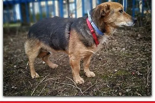 4 lata,średni 13 kg,łagodny,przyjacielski,szczepiony piesek SAMIR.Adopcja.,  łódzkie Łódź, Łódzkie, Łódź