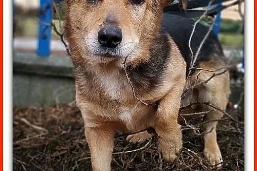 4 lata,średni 13 kg,łagodny,przyjacielski,szczepiony piesek SAMIR.Adopcja.,  łódzkie Łódź, Łódzkie, Łódź