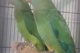 Papugi barabandy