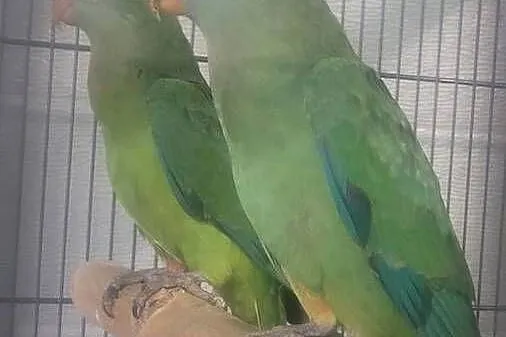Papugi barabandy