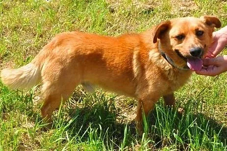 RUDEK - cudowny, mały 8 kg psiak do adopcji,  mazowieckie Warszawa