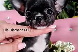 Chihuahua krótkowłosy FCI