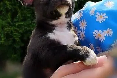 Chihuahua krótkowłosy FCI, Wielkopolskie, Kalisz