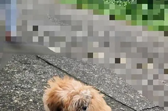 lhasa apso cudowne szczenieta