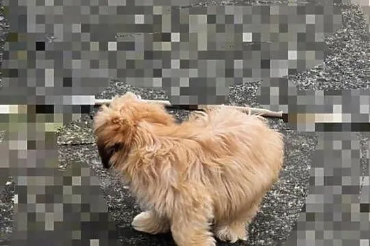 lhasa apso cudowne szczenieta, Śląskie, Wodzisław Śląski