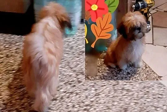 lhasa apso cudowne szczenieta, Śląskie, Wodzisław Śląski