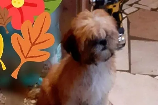 lhasa apso cudowne szczenieta, Śląskie, Wodzisław Śląski