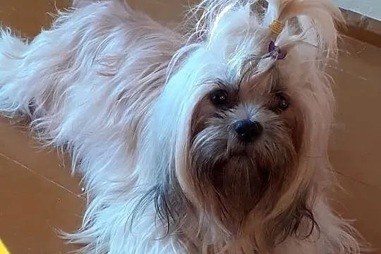 lhasa apso cudowne szczenieta, Śląskie, Wodzisław Śląski