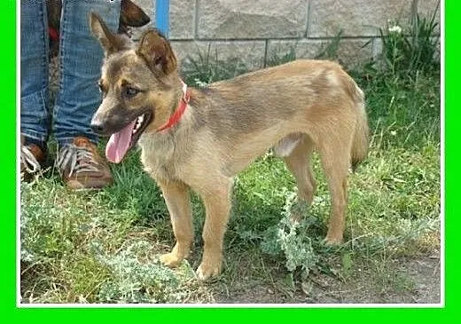 5kg,młody,wesoły,towarzyski piesek WETERAN.Adopcja