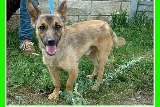 5kg,młody,wesoły,towarzyski piesek WETERAN.Adopcja