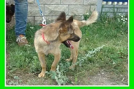 5kg,młody,wesoły,towarzyski piesek WETERAN.Adopcja