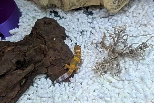Eublefarki lamparcie z mojej hodowli, Warmińsko-mazurskie, Olsztyn