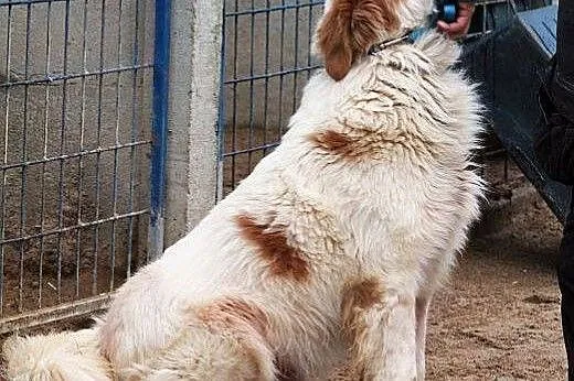 KOLUMB piękny, zagubiony mix bernardyn TYLKO do DO