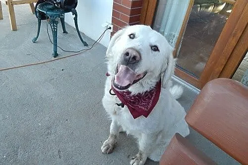 Saba - urocza sunia z kojca odda Ci swoje serce