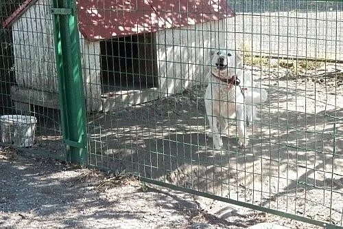 Saba - urocza sunia z kojca odda Ci swoje serce