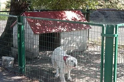 Saba - urocza sunia z kojca odda Ci swoje serce
