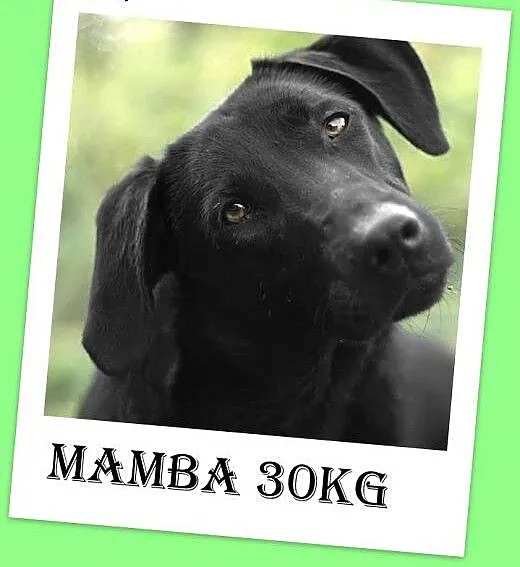 30kg,młoda,czarna,łagodna,towarzyska suczka MAMBA&