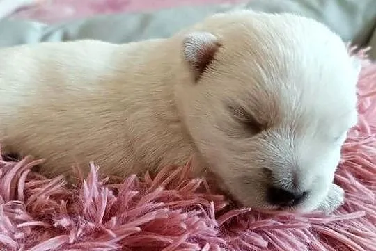 West Highland White Terrier ZKwP