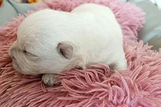 West Highland White Terrier ZKwP, Łódzkie, Zduńska Wola