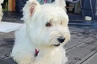 West Highland White Terrier ZKwP, Łódzkie, Zduńska Wola