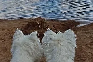 West Highland White Terrier ZKwP, Łódzkie, Zduńska Wola