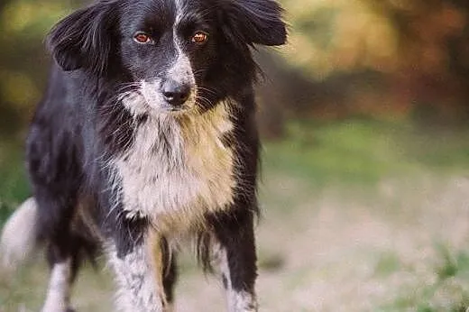 Holly- 13 kg mini Border Collie, przyjacielska, su