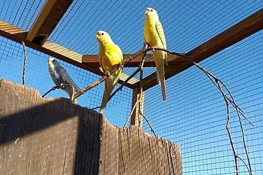 Sprzedam papugi kolorowe, Wielkopolskie, Pleszew