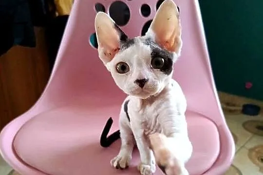 Devon rex kocurek, Mazowieckie, Przysucha