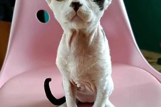 Devon rex kocurek, Mazowieckie, Przysucha