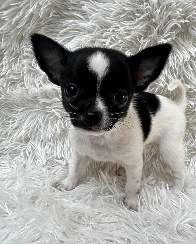 Chihuahua szczeniak xs apple head, Warmińsko-mazurskie, Olsztyn
