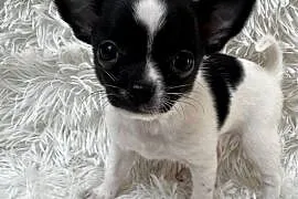 Chihuahua szczeniak xs apple head