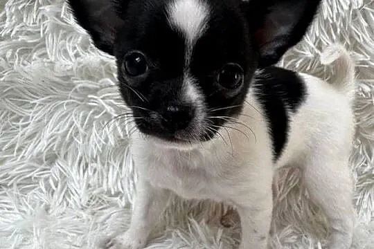 Chihuahua szczeniak xs apple head, Warmińsko-mazurskie, Olsztyn
