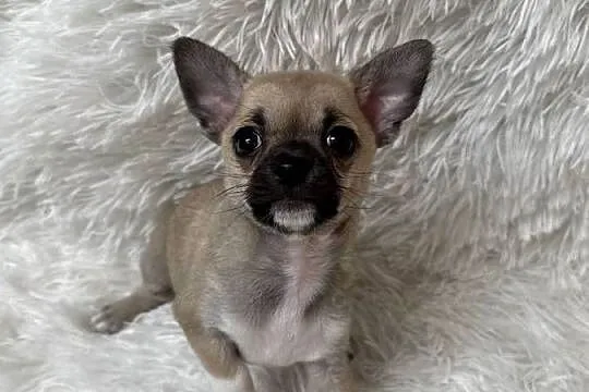 Chihuahua szczeniak xs apple head, Warmińsko-mazurskie, Olsztyn