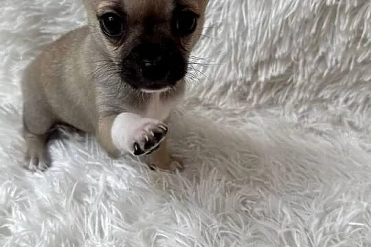 Chihuahua szczeniak xs apple head, Warmińsko-mazurskie, Olsztyn