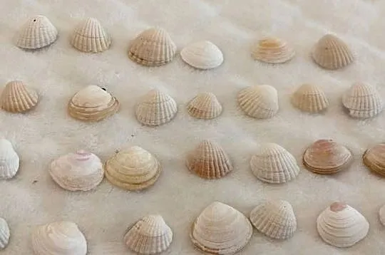 Zestaw Muszli (27szt) 2cm, 72 (Kreatywne), Śląskie, Czeladź
