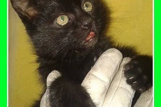2 mies. kociak,kocurek,tulaśny,szczepiony.ADOPCJA,