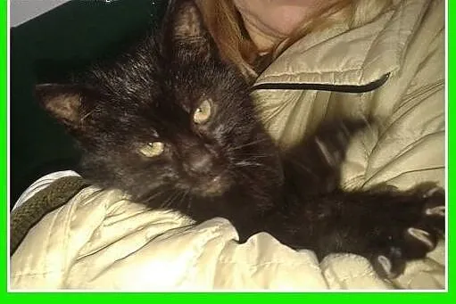 2 mies. kociak,kocurek,tulaśny,szczepiony.ADOPCJA,