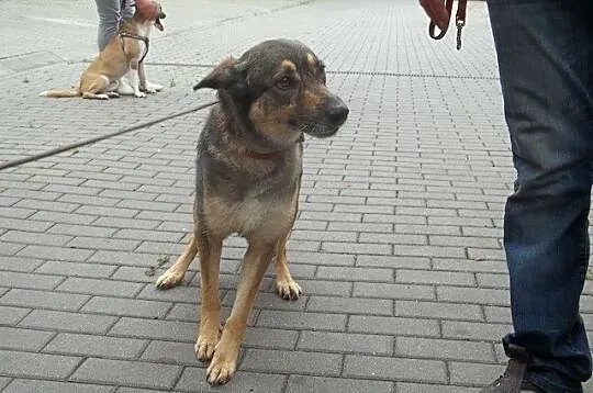 AZA młoda, radosna, fajna sunia szuka odpowiedzial