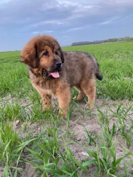 Szczeniata Mastiff Tybetański FCI, Pakosław