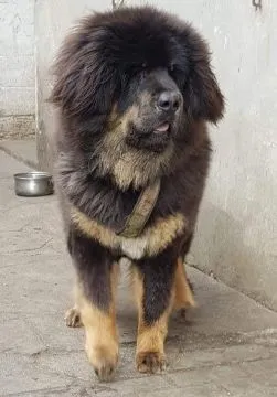 Szczeniata Mastiff Tybetański FCI, Pakosław