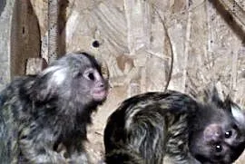 Małpki Marmozeta Białoucha - rodzina 2 + 2, Sławków