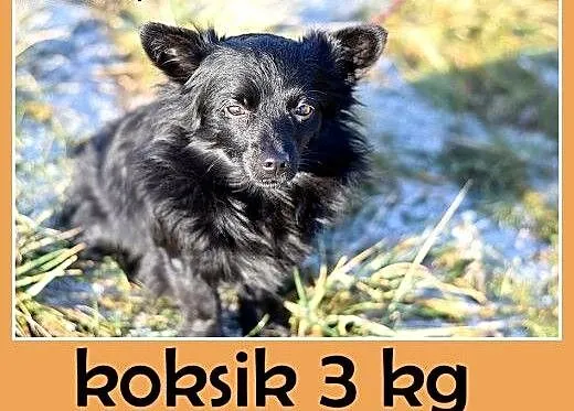 3kg,młody 1,5 roku,łagodny,rezolutny,odważny piese