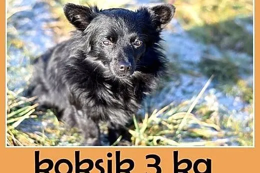 3kg,młody 1,5 roku,łagodny,rezolutny,odważny piese