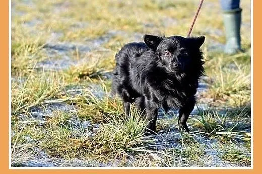 3kg,młody 1,5 roku,łagodny,rezolutny,odważny piese