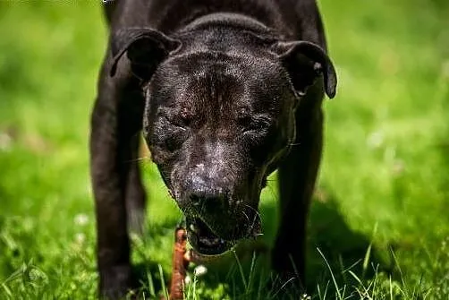 &#128054; Twój najlepszy PSYjaciel - NEMO &