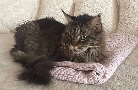 Kubuś