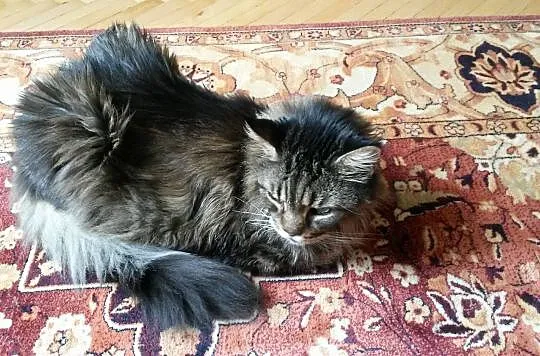 Kubuś